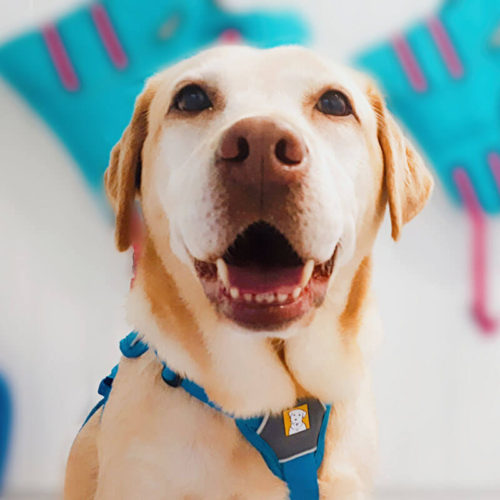 Canine Hydrotherapy Association