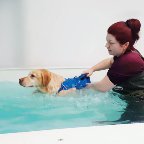 Canine Hydrotherapy Association