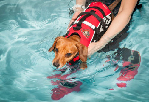 Dog Swimming